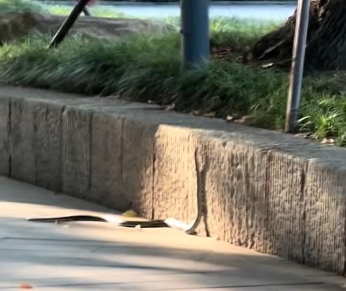 宏琳优配 杭州市中心一公园内现长蛇，当地：系无毒黑眉锦蛇，怀疑是被放生的